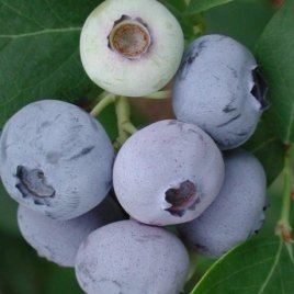 حضانة نبات التوت