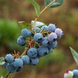 حضانة نبات التوت