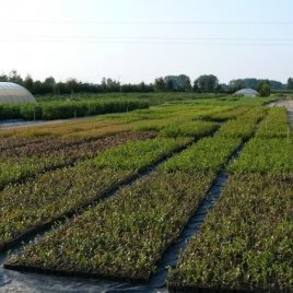 حضانة نبات التوت