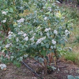 حضانة نبات التوت