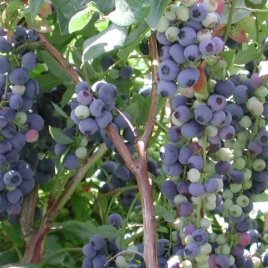 حضانة نبات التوت