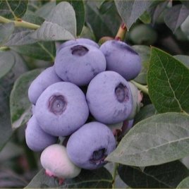 حضانة نبات التوت