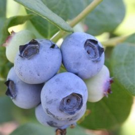 حضانة نبات التوت