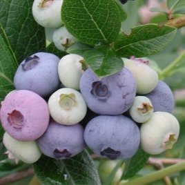 حضانة نبات التوت