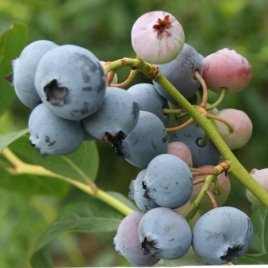 حضانة نبات التوت