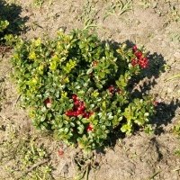 حضانة نبات التوت