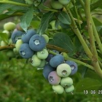 حضانة نبات التوت