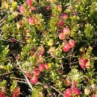 حضانة نبات التوت