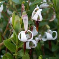 حضانة نبات التوت