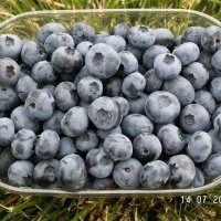 حضانة نبات التوت