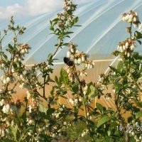 حضانة نبات التوت