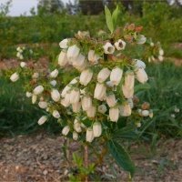 حضانة نبات التوت