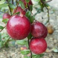 حضانة نبات التوت