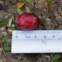 حضانة نبات التوت