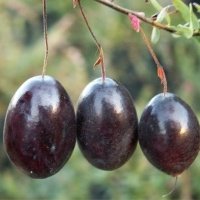 حضانة نبات التوت