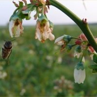 حضانة نبات التوت