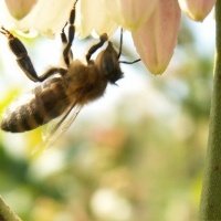 حضانة نبات التوت