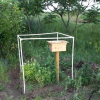 حضانة نبات التوت