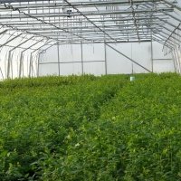 حضانة نبات التوت