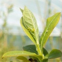 حضانة نبات التوت