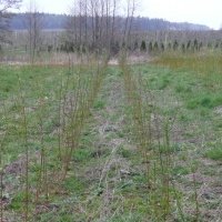 حضانة نبات التوت