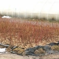 حضانة نبات التوت