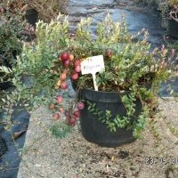 حضانة نبات التوت