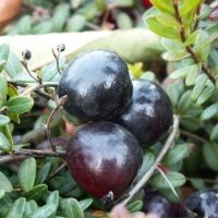 حضانة نبات التوت