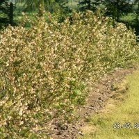 حضانة نبات التوت