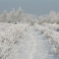 حضانة نبات التوت