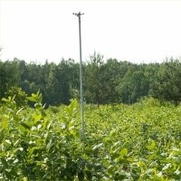 حضانة نبات التوت