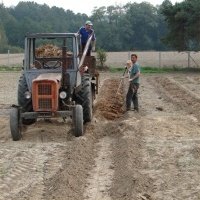 حضانة نبات التوت