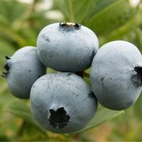 حضانة نبات التوت