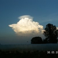 حضانة نبات التوت