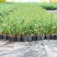 حضانة نبات التوت