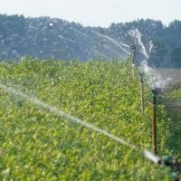 حضانة نبات التوت