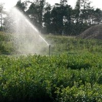 حضانة نبات التوت