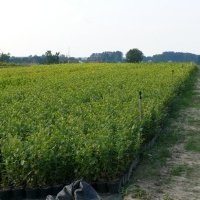 حضانة نبات التوت