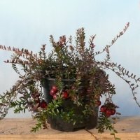 حضانة نبات التوت